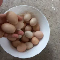 تخم مرغ محلی