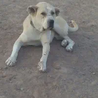 سگ گمشده|حیوانات|بوژگان, |دیوار