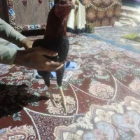 خروس لاری اصل ضمانتی|حیوانات مزرعه|سراوان, |دیوار