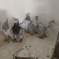 سارسرور پرشی