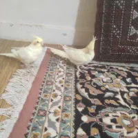 عروس هلندی|پرنده|کرج, حسن آباد|دیوار