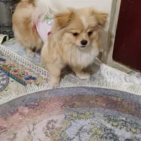 سگ پامرانین نر آموزش دیده|سگ|تهران, کیانشهر|دیوار