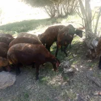 میش ۱۷راس گوسفند داشتی