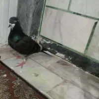 کفتر گم شده
