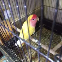 کوتوله برزیلی