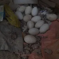 تخم نطفه‌دارغاز