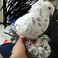 پلاکی نر معاوضه با پلاکی ماده یا دمگیر ماده