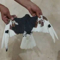 ماده‌ شهری گل‌دار|پرنده|شیراز, هفت تنان|دیوار