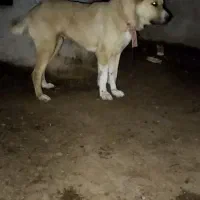 ماده افغان میکس