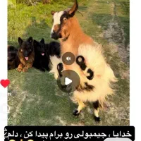 گمشده مژده گونی بز ماده|حیوانات|فریدونکنار, |دیوار