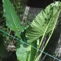 گل بابا ادم و اگاو ابلغ|گل و گیاه طبیعی|خمام, |دیوار