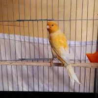 قناری بخون