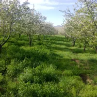 استخدام کارگر و نگهبان باغ