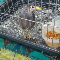 اهواز زرگان فدک خیابان ویس ۸|پرنده|اهواز, زرگان|دیوار