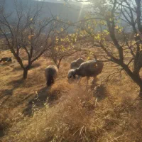 میش بختیاری (سپیدان)|حیوانات مزرعه|سپیدان, |دیوار