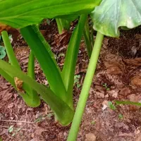 گل طبیعی|گل و گیاه طبیعی|رشت, کوی مهر|دیوار