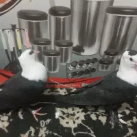 یک جفت جوجه کل سفید کلایی عروسک|پرنده|گنبکی, |دیوار