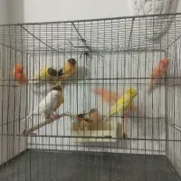 ۱۰ قناری نر بخون پس بالا سرخ گلاستر