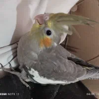 عروس هلندی.