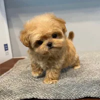 پودل مالتیز عروسکی مالتیپو اپارتمانی