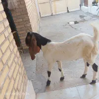 سلام یک نر|حیوانات مزرعه|باوی, |دیوار