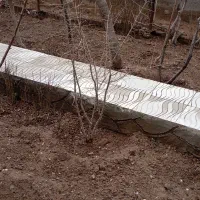 نهال انار ونهال انجیر سیاه شیرین