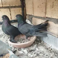 کفتر پر و فیت