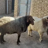 گوسفند|حیوانات مزرعه|الیگودرز, |دیوار