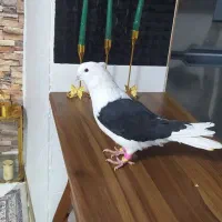 کفتر آس پشت سیاه نر چهار در چهار