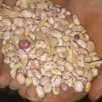 لوبیا چیتی|خوردنی و آشامیدنی|زاغه, |دیوار