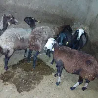 میش چاق کشتاری