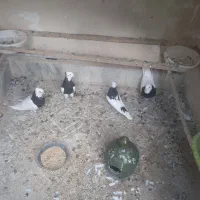 کفتر طوقی