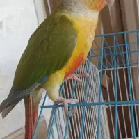 گیرینچیک گم شده