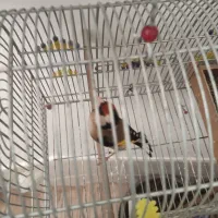 سهره نر و ماده