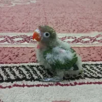 کوتوله سرلاکی|پرنده|مشهد, هدایت|دیوار