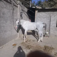 نریون و مادیون کالسکه ای|اسب و تجهیزات اسب‌سواری|مشهد, چاهشک|دیوار