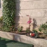 هرس درخت شمشاد خدمات باغبانی آذری|خدمات باغبانی و درختکاری|تهران, صادقیه|دیوار