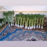 گیاه بامبو عمده و تک فروشی