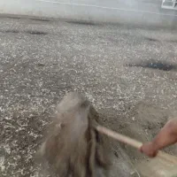 شش چرغ|خدمات باغبانی و درختکاری|خوی, |دیوار