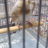 سهره|پرنده|تهران, شهرک شریفی|دیوار