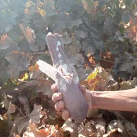 کفتر گلباف تاکرمان میارم براتون|پرنده|گلباف, |دیوار