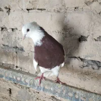 نر طوقی قرمز