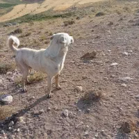 لال|سگ|آبگرم, |دیوار