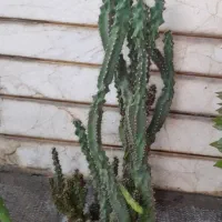 گل وکاکتوس|گل و گیاه طبیعی|فسا, |دیوار