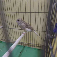 پرنده قناری مست|پرنده|شیراز, درکی|دیوار