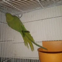 طوطی|پرنده|کنارک, |دیوار