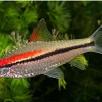 آکواریوم بزرگ خلیج فارس|ماهی|بروجرد, |دیوار