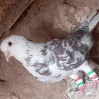 کفتر جفتگاه