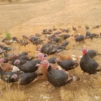 فروش بوقلمون خومالی