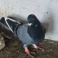 نر پلاکی|پرنده|فاضل آباد, |دیوار